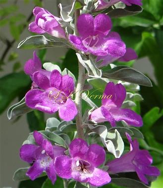  Flowering shoot
